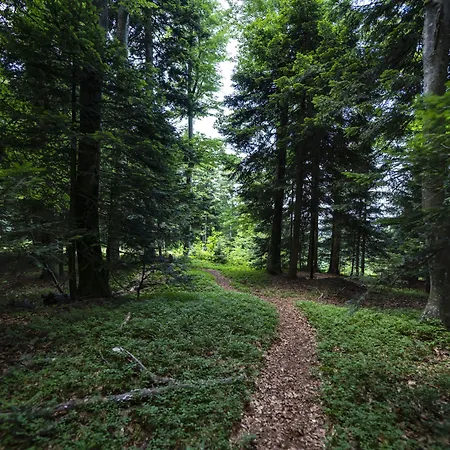 Pohorje Village Wellbeing - Wellness & Bolfenk 4*